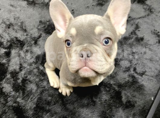 Tan Lilac Rengi Özel Irk French Bulldog görsel