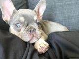 Tan Lilac Rengi Özel Irk French Bulldog