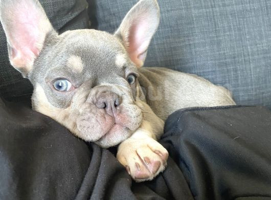 Tan Lilac Rengi Özel Irk French Bulldog görsel