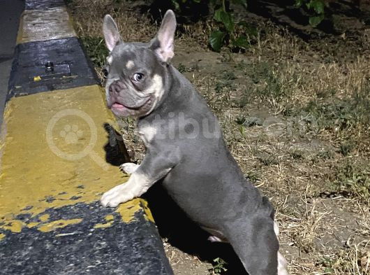 Tan Lilac Rengi Özel Irk French Bulldog görsel