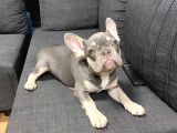 Tan Lilac Rengi Özel Irk French Bulldog