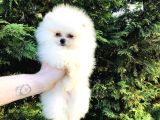 Pomeranian Boo Ayı Sürat