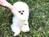 Pomeranian boo ayı sürat
