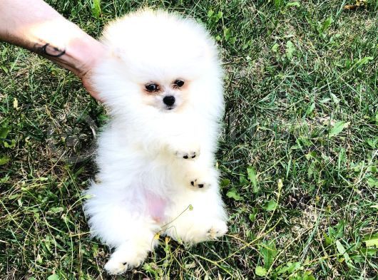 Pomeranian Boo Ayı Sürat