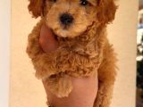 Mini boy puppy kıpkırmızı Red TOOY POODLE 