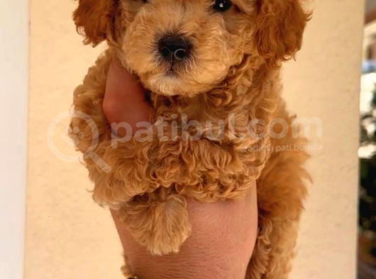 Mini Boy Puppy Kıpkırmızı Red Tooy Poodle 