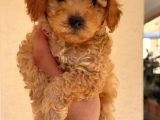 Mini Boy Puppy Kıpkırmızı Red Tooy Poodle 