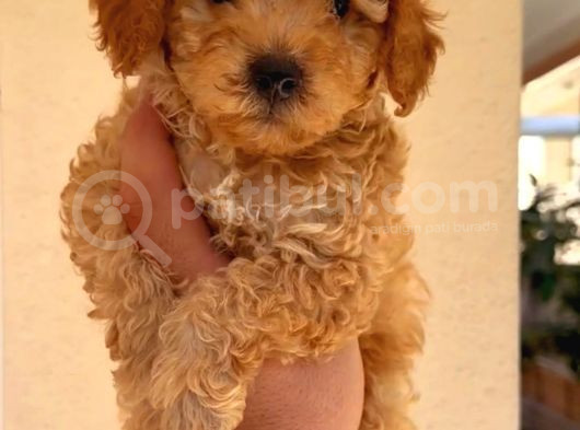 Mini Boy Puppy Kıpkırmızı Red Tooy Poodle  görsel