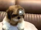 3 Aylık Erkek Ve Disi Shih Tzu