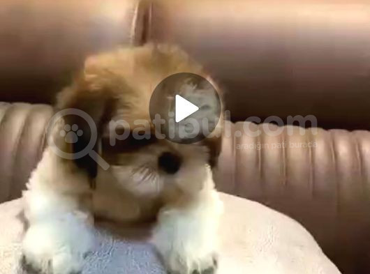 3 Aylık Erkek Ve Disi Shih Tzu görsel