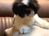 3 aylık erkek ve disi Shih tzu