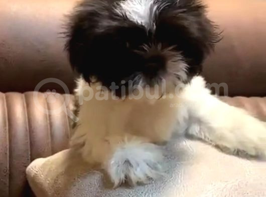 3 Aylık Erkek Ve Disi Shih Tzu