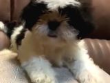 3 Aylık Erkek Ve Disi Shih Tzu