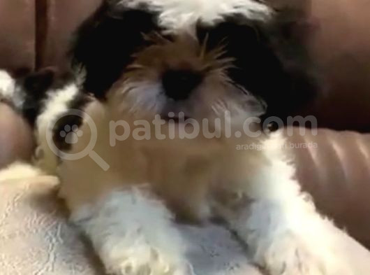 3 Aylık Erkek Ve Disi Shih Tzu görsel