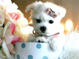 Maltesse terrier cinsi mini Boy Puppy Kar beyaz 