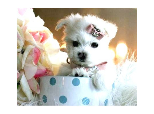 Maltesse Terrier Cinsi Mini Boy Puppy Kar Beyaz 