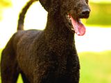 Secereli Yetişkin Show Kalite Dev Poodle