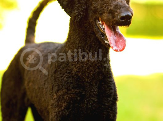 Secereli Yetişkin Show Kalite Dev Poodle görsel