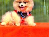 Babyface Pomeranian Yavrumuz