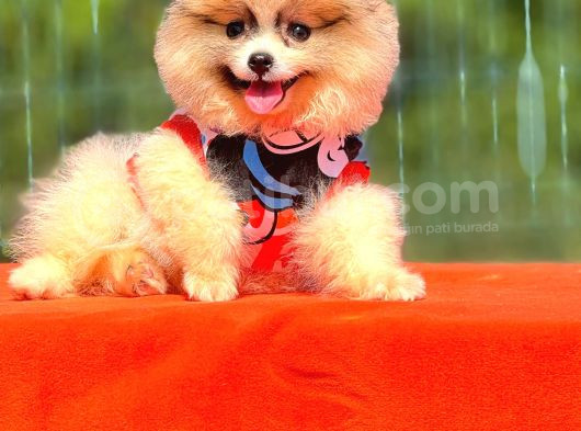 Babyface Pomeranian Yavrumuz görsel