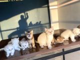 Renk Renk British Shorthair Yavrularimizi Mağazamizda Görün