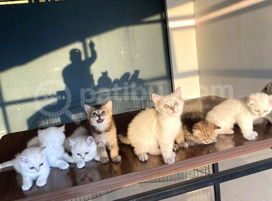 Renk Renk British Shorthair Yavrularimizi Mağazamizda Görün görsel