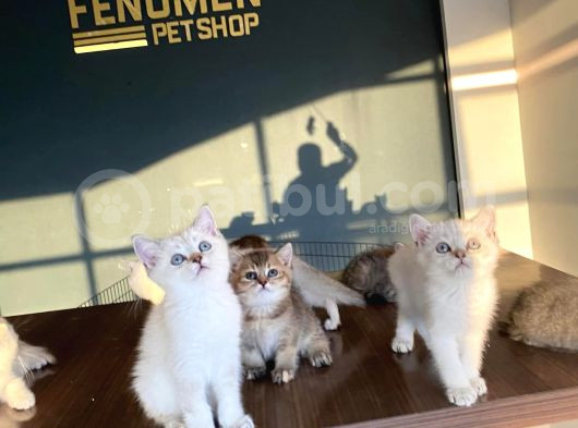 Renk Renk British Shorthair Yavrularimizi Mağazamizda Görün görsel