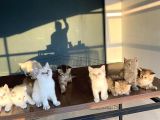 RENK RENK BRITISH SHORTHAIR YAVRULARIMIZI MAĞAZAMIZDA GÖRÜN