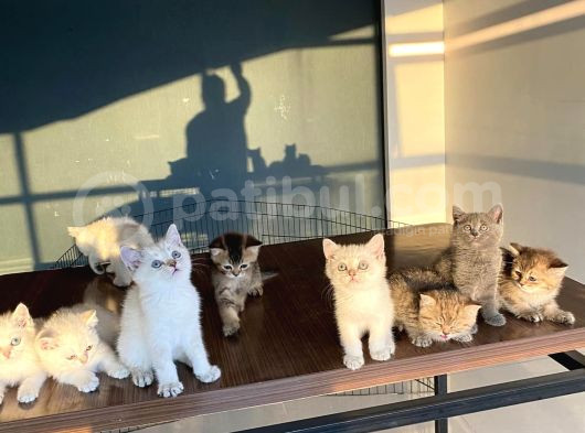 Renk Renk British Shorthair Yavrularimizi Mağazamizda Görün
