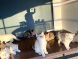 Renk Renk British Shorthair Yavrularimizi Mağazamizda Görün