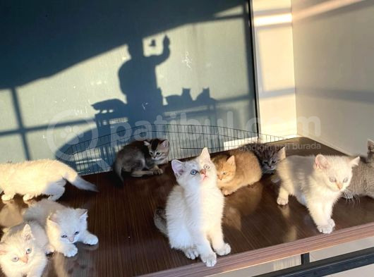Renk Renk British Shorthair Yavrularimizi Mağazamizda Görün görsel