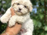 0 Numara Maltese