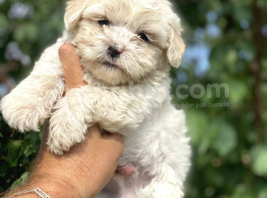 0 Numara Maltese görsel