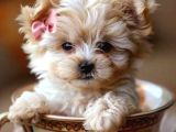 Mini boy puppy kahve tonlu MALTİPO Cinsi Yavrular 