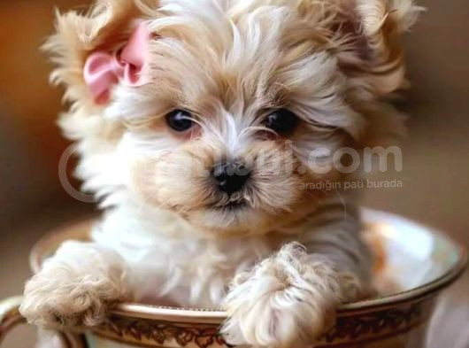 Mini Boy Puppy Kahve Tonlu Malti̇po Cinsi Yavrular 