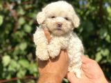 0 numara maltese