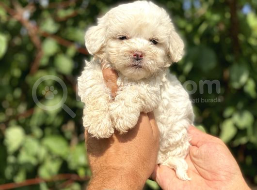 0 Numara Maltese