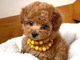 Kıpkırmızı Red tooy poodle sevimli yavrular 