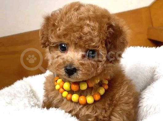 Kıpkırmızı Red Tooy Poodle Sevimli Yavrular 