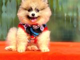 Babyface Pomeranian Yavrumuz