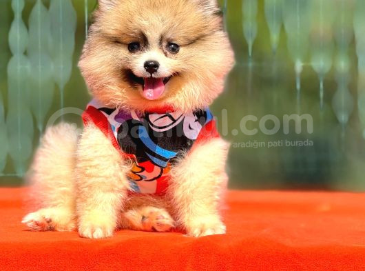 Babyface Pomeranian Yavrumuz görsel