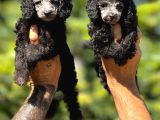 Silver Poodle Yavrular