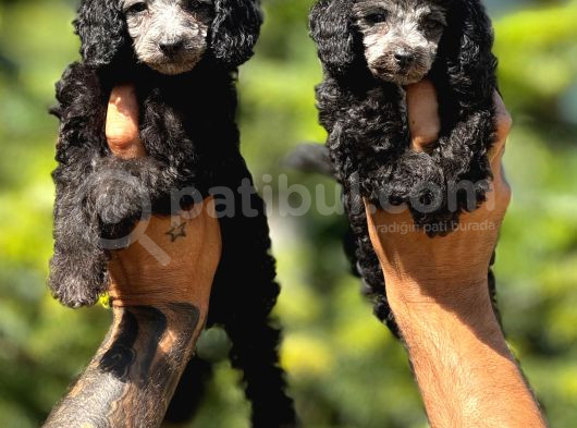 Silver Poodle Yavrular görsel