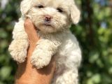 0 Numara Maltese