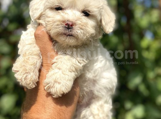 0 Numara Maltese görsel