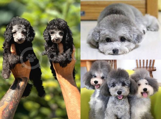 Silver poodle yavrular
