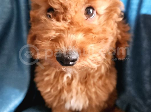Ev Ortamından Red Toy Poodle Yavrular görsel
