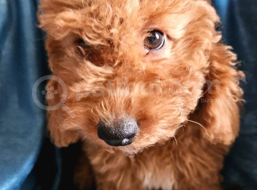 Ev Ortamından Red Toy Poodle Yavrular görsel