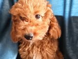 Ev Ortamından Red Toy Poodle Yavrular