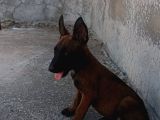 Minik Belçika Kurdu Yavrularımız